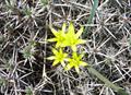  Yellow Star Of Bethlehem	